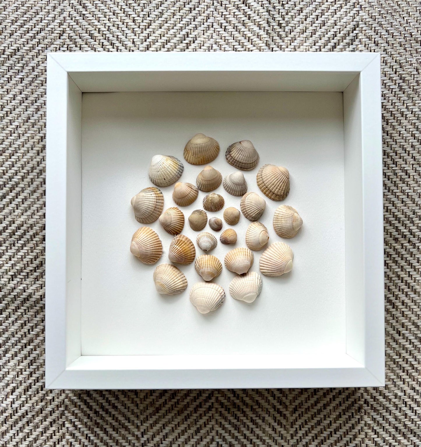 Shells Dance Round Handpicked Shells from the North Sea - Sustainable Decor for Bedroom