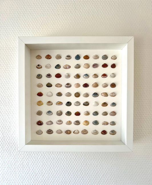 Clear Sea Handpicked Shells from the North Sea Sustainable Decor for Living Room