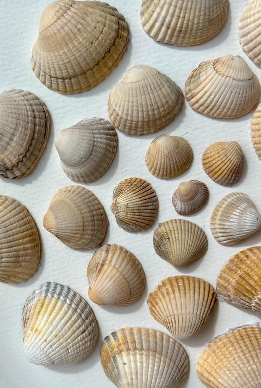 Shells Dance Round Handpicked Shells from the North Sea - Sustainable Decor for Bedroom