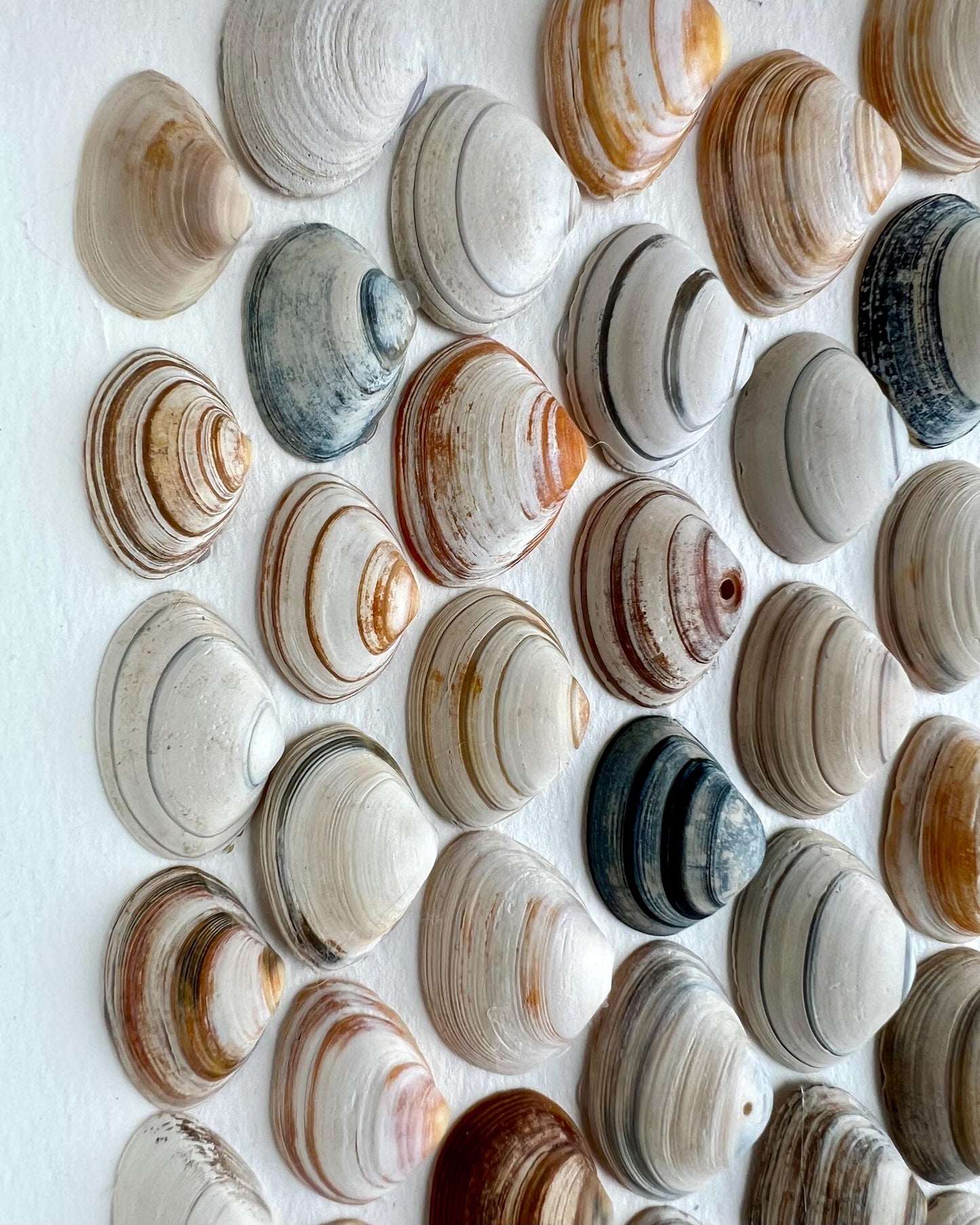 Shells Scales - Handpicked Shells from the North Sea Sustainable Decor for Bedroom