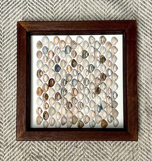Shells Scales - Handpicked Shells from the North Sea Sustainable Decor for Bedroom