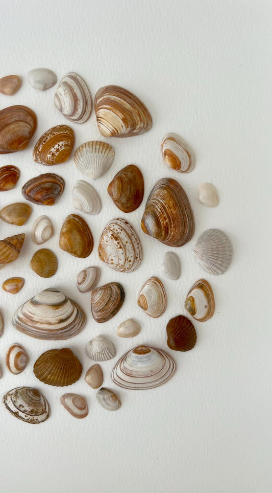 Beach Vibes Handpicked Shells from North Sea Sustainable Art for Bedroom