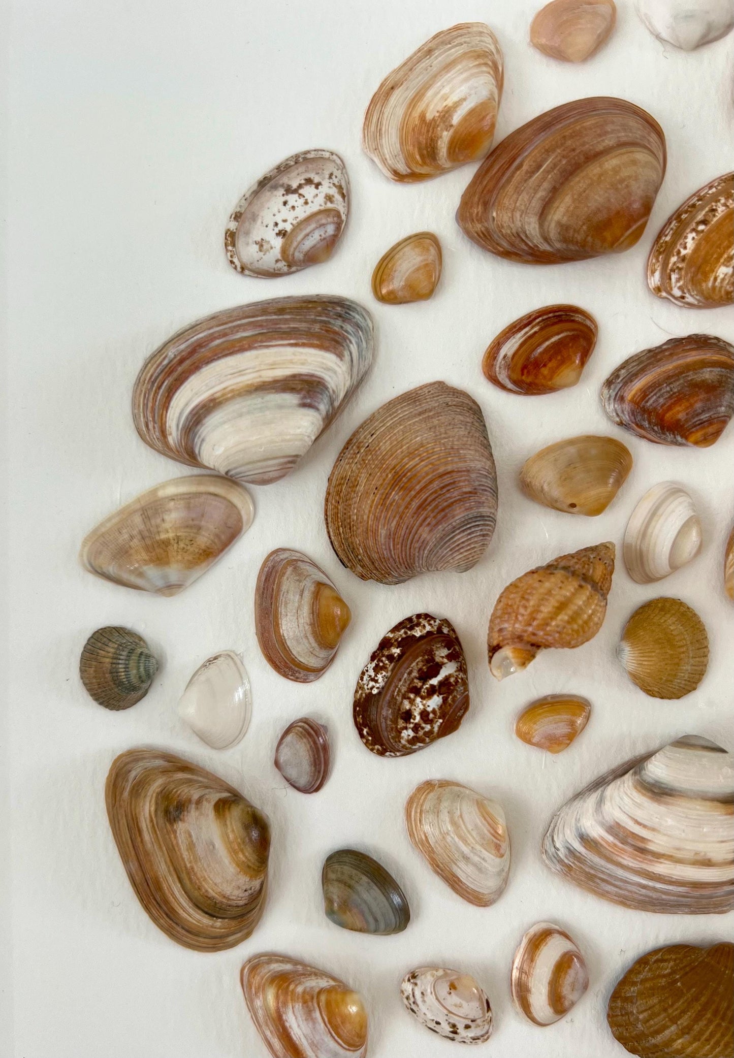 Beach Vibes Handpicked Shells from North Sea Sustainable Art for Bedroom