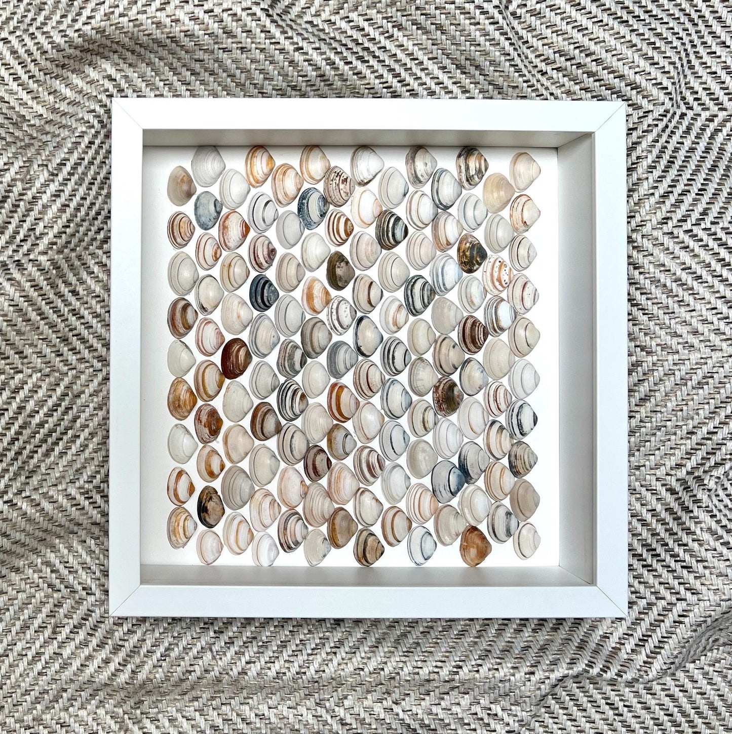 Shells Scales - Handpicked Shells from the North Sea Sustainable Decor for Bedroom
