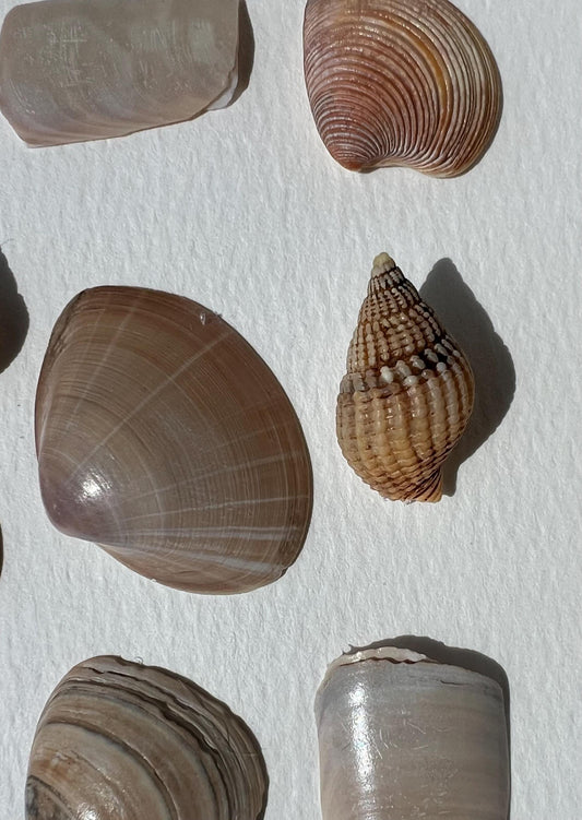 Summertime Handpicked Shells from the North Sea - Sustainable Decor for Bedroom