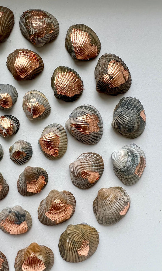 Sunset Sea Round Shells from the North Sea - Sustainable Decor for Bedroom