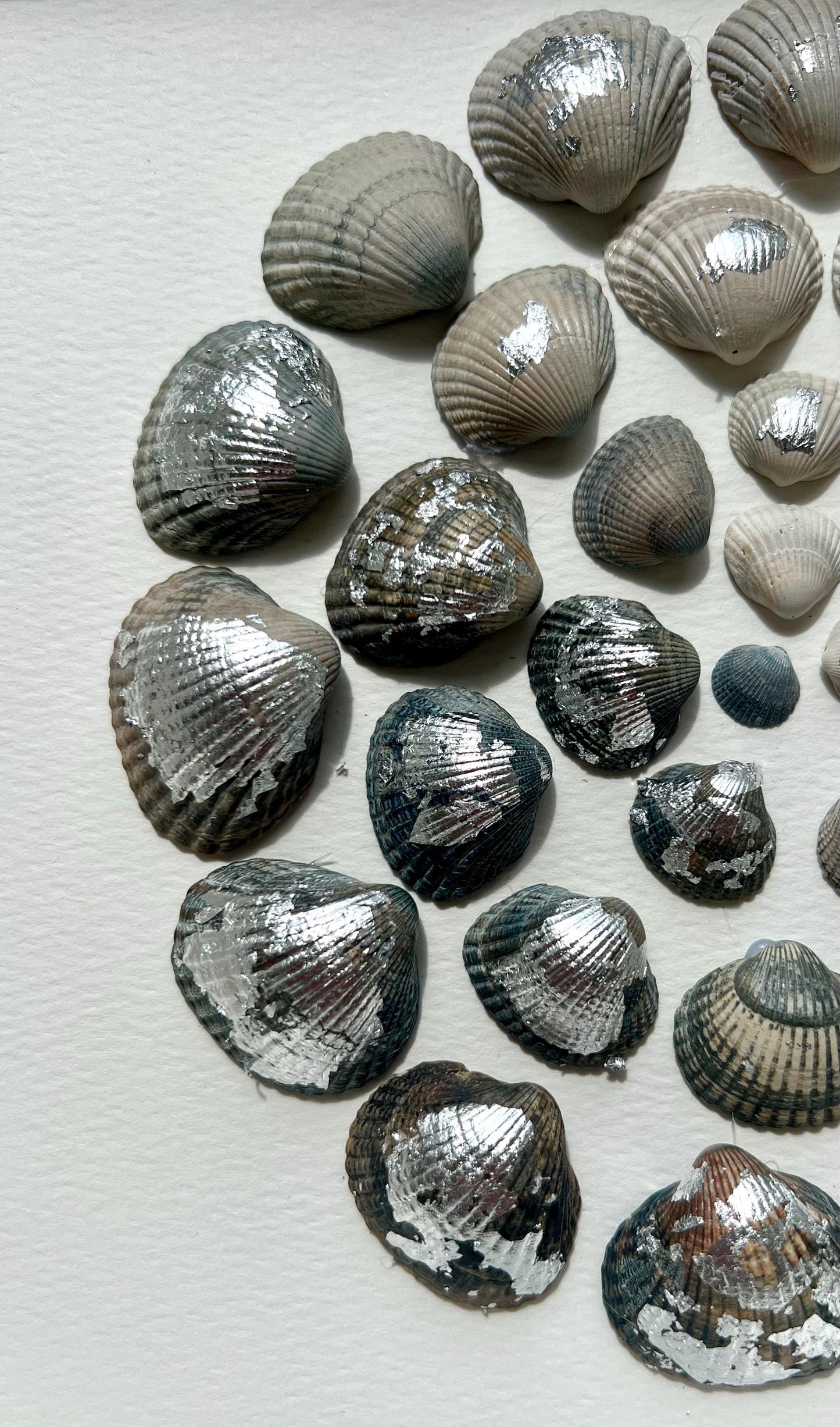 Sea Shine Silver Round Shells from the North Sea - Sustainable Decor for Bedroom
