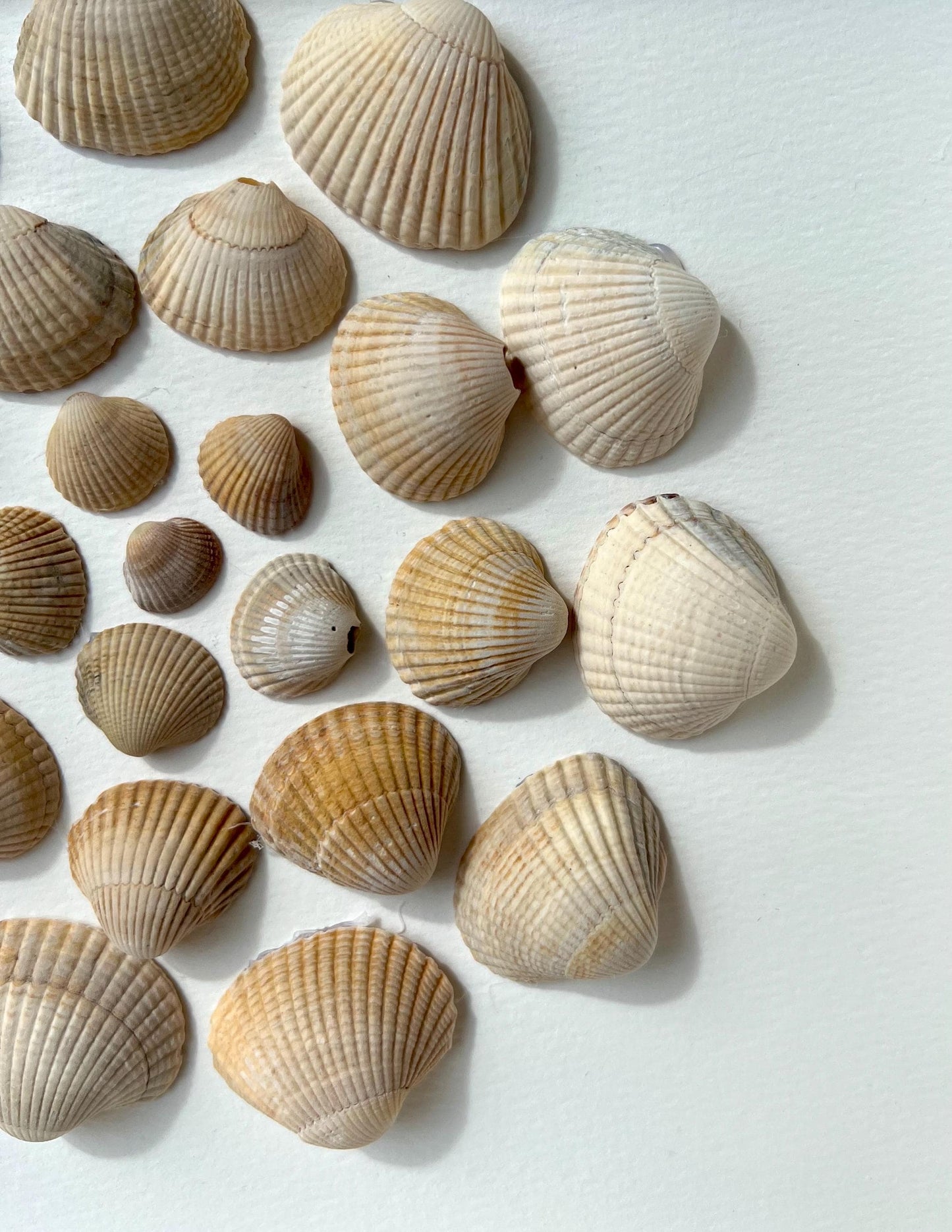 Shells Dance Round Handpicked Shells from the North Sea - Sustainable Decor for Bedroom
