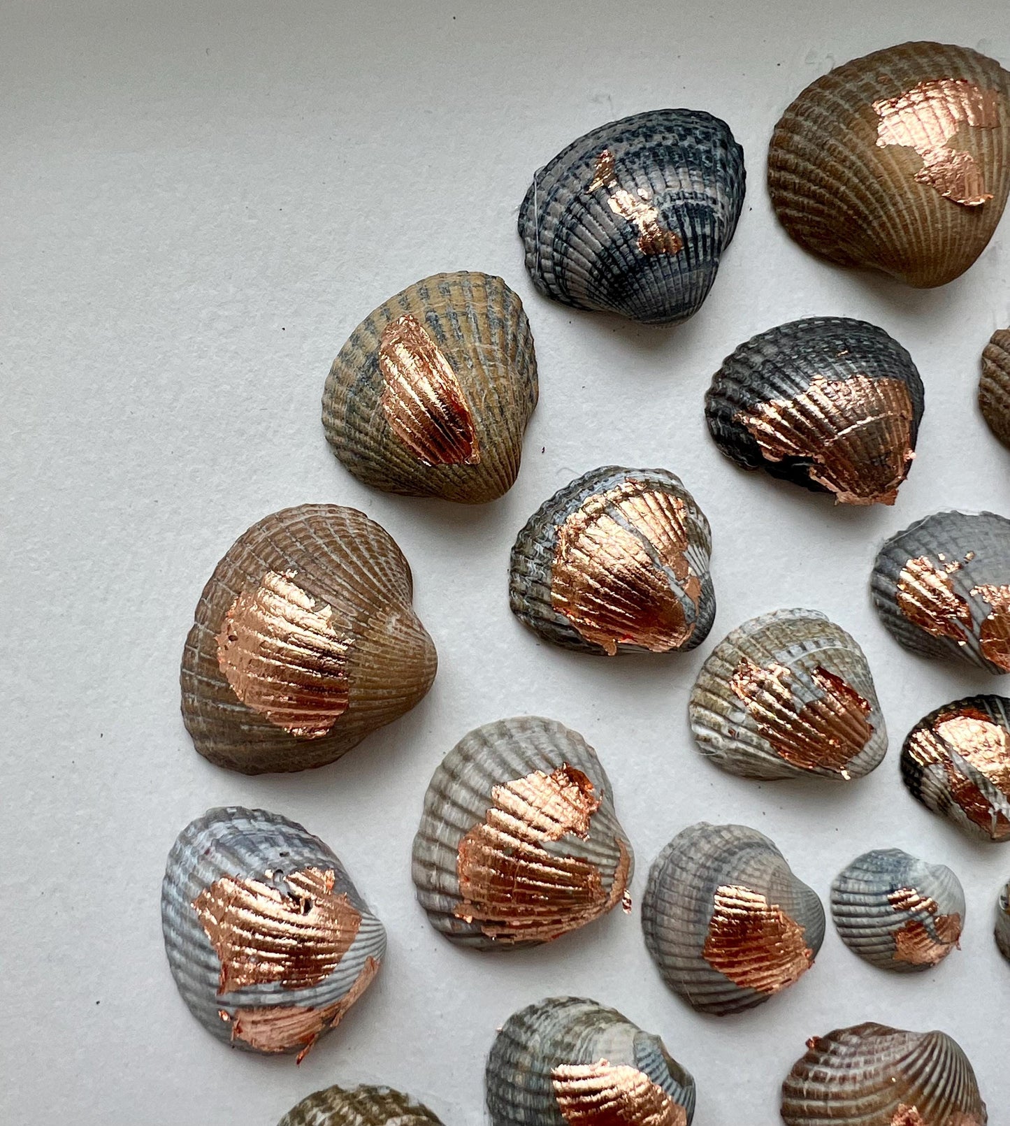 Sunset Sea Round Shells from the North Sea - Sustainable Decor for Bedroom