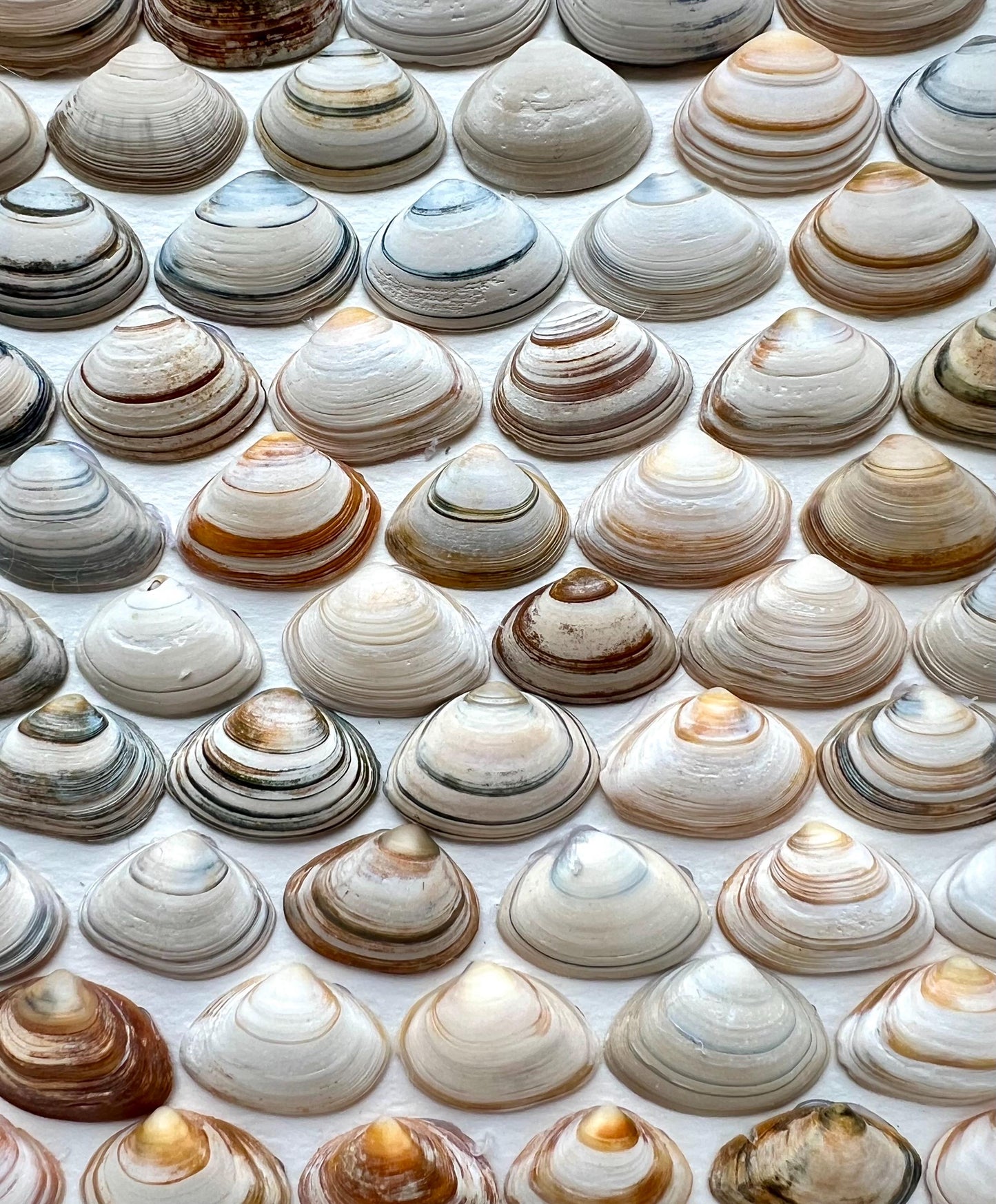 Shells Scales - Handpicked Shells from the North Sea Sustainable Decor for Bedroom