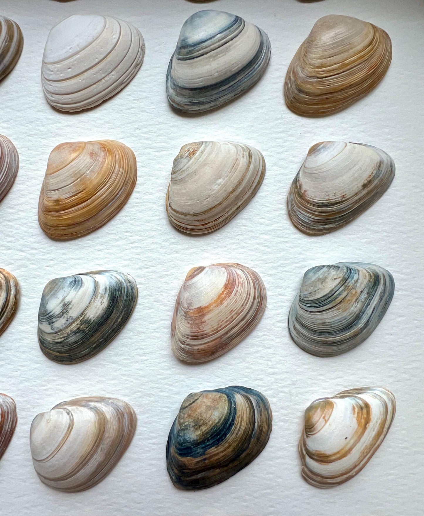 Abstract Minimalism North Sea Shells Sustainable Decor for Bedroom