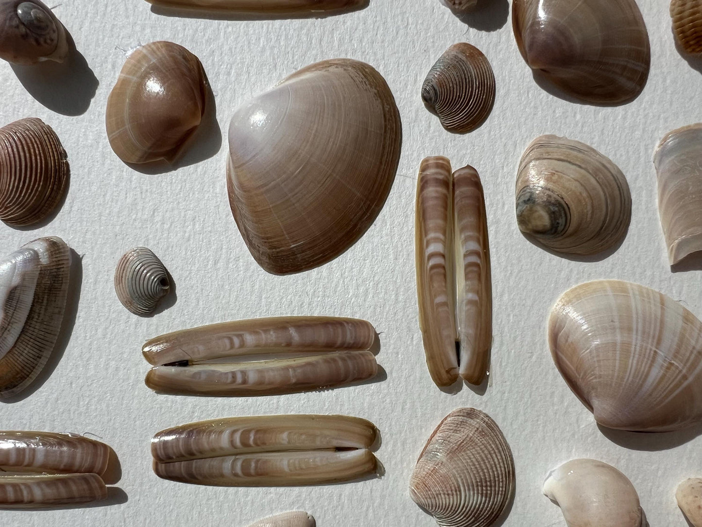 Summertime Handpicked Shells from the North Sea - Sustainable Decor for Bedroom