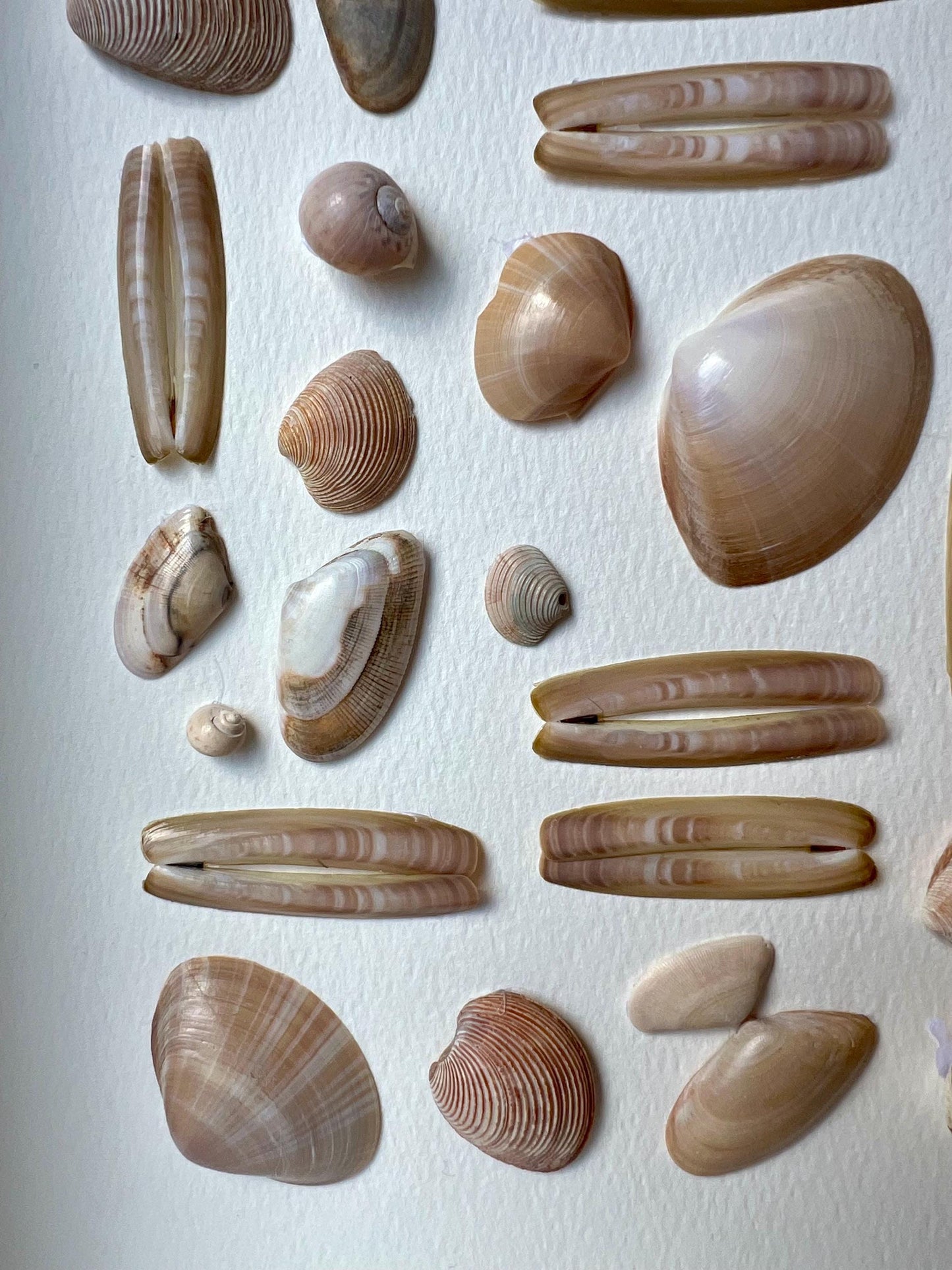 Summertime Handpicked Shells from the North Sea - Sustainable Decor for Bedroom