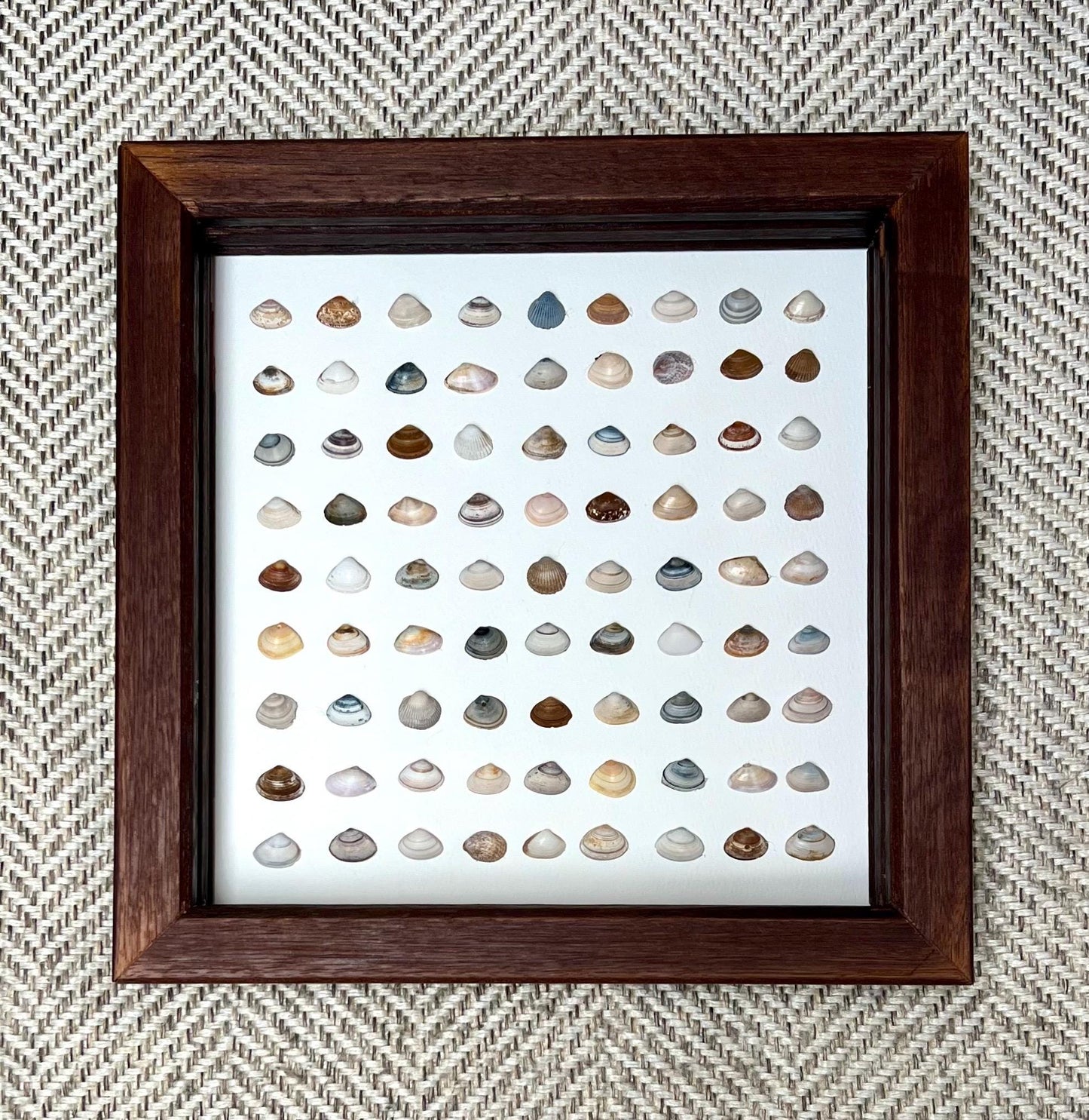 Clear Sea Handpicked Shells from the North Sea Sustainable Decor for Living Room