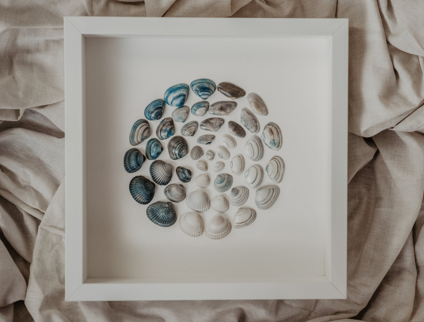 Sea Spirit Art North Sea Shells for Cozy Living Room