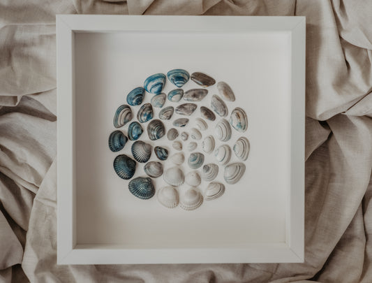 Sea Spirit Art North Sea Shells for Cozy Living Room