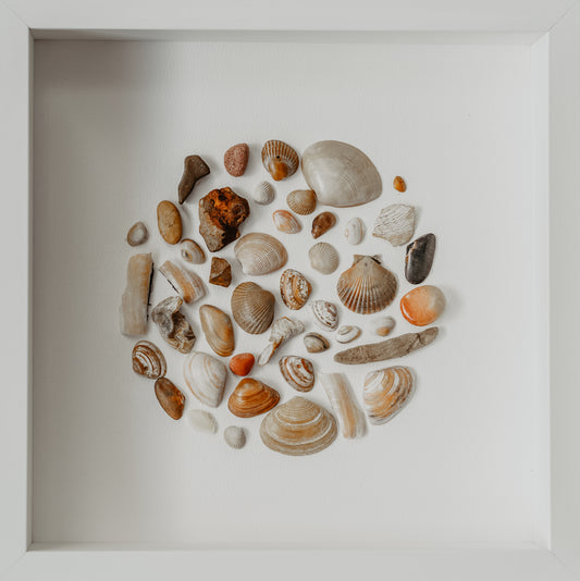 Round Amber Handpicked Shells from North Sea Sustainable Art for Bedroom