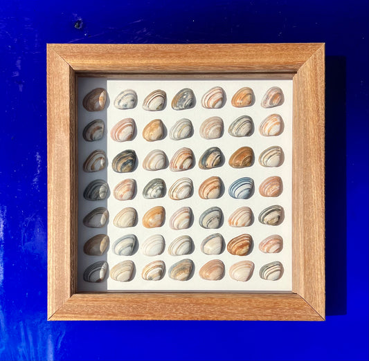 Abstract Minimalism North Sea Shells Sustainable Decor for Bedroom