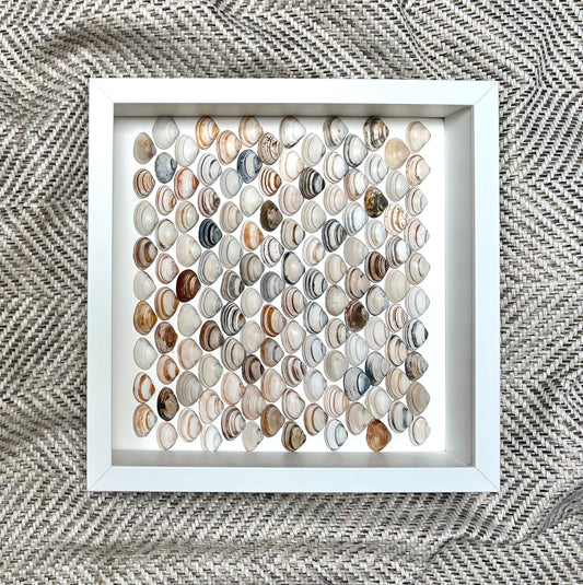 Shells Scales - Handpicked Shells from the North Sea Sustainable Decor for Bedroom