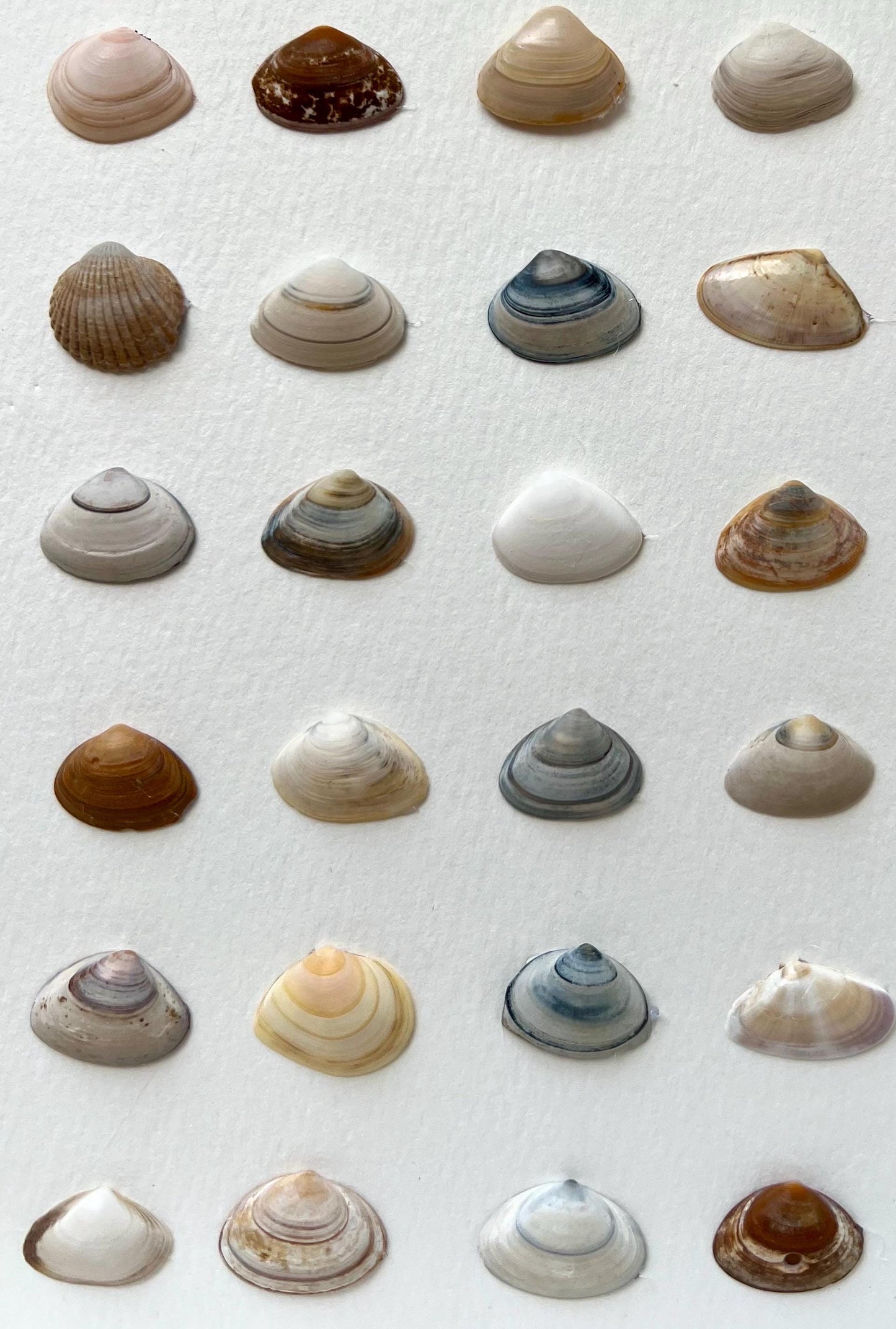 Clear Sea Handpicked Shells from the North Sea Sustainable Decor for Living Room