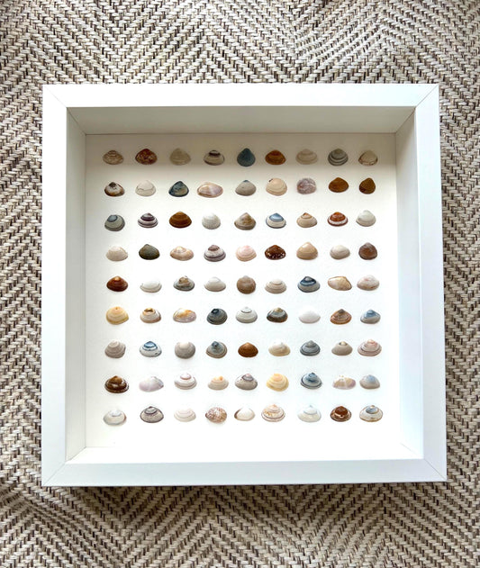 Clear Sea Handpicked Shells from the North Sea Sustainable Decor for Living Room