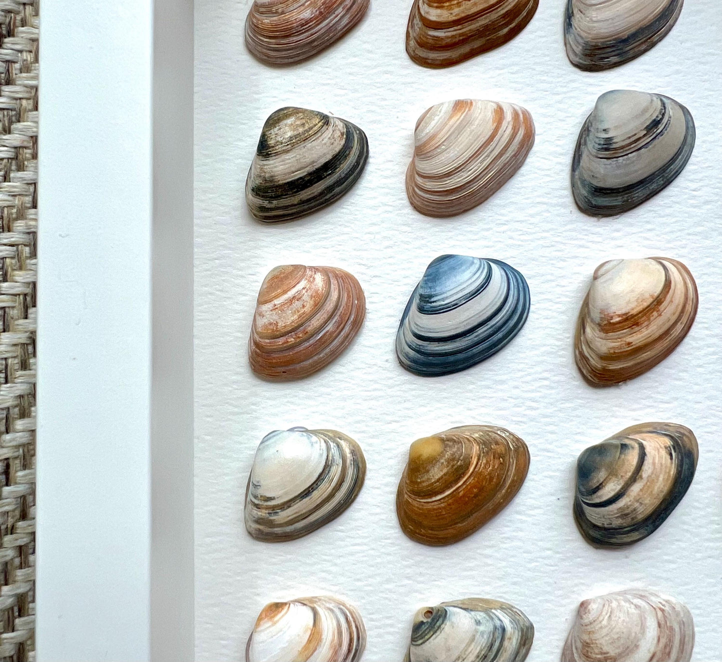 Abstract Minimalism North Sea Shells Sustainable Decor for Bedroom